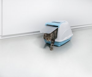   Moderna  Flip Cat, .   Moderna  Flip Cat, .